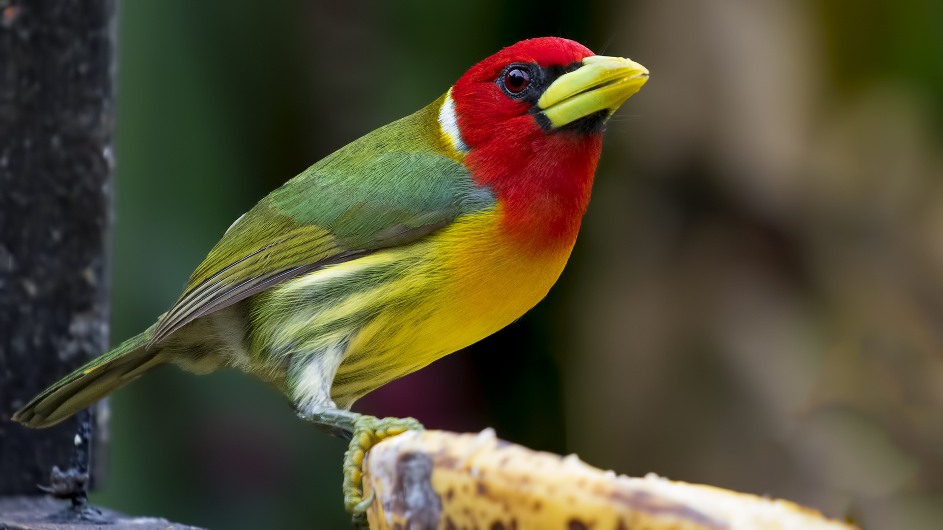 Red-headed Barbet